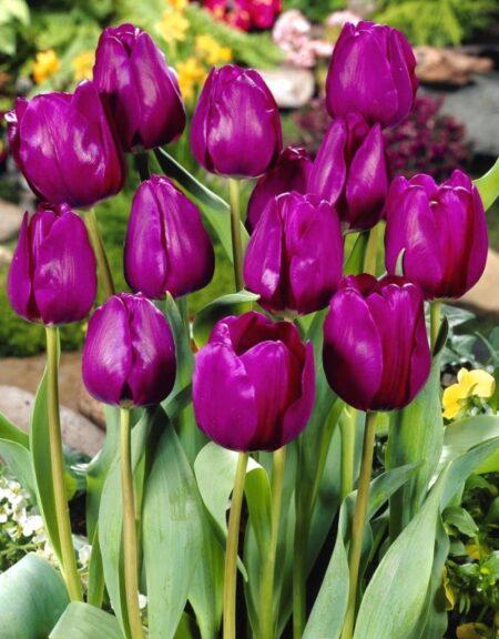 Тюльпан Негрита 1шт (КолЛайн) 3шт/уп