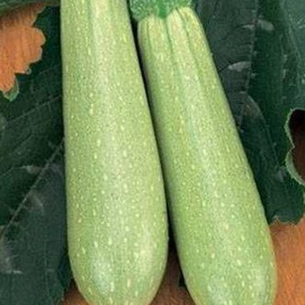 Кабачок Искандер F1 500шт (Seminis)