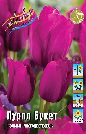Тюльпан Пурпл Букет 1шт (КолЛайн) 3шт/уп 