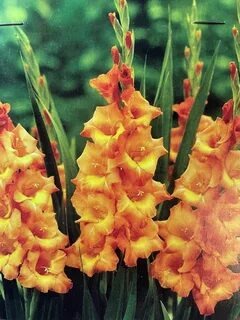 Гладиолус Олимпик Флейм 1шт (КолЛайн) 8шт/уп