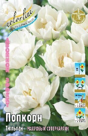Тюльпан Попкорн 10/11 1шт (КолЛайн) 7шт/уп