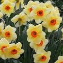 Нарцисс Альтруист 12/14 1шт (КолЛайн) 5шт/уп