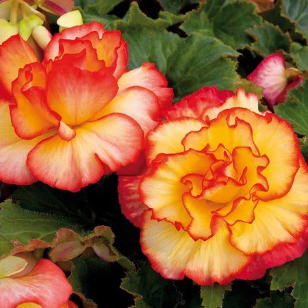 Бегония Пикоти Лейс Санберст 1шт (КолЛайн) 2шт/уп