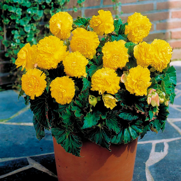 Бегония Бахромчатая Желтая 5/6 1шт (КолЛайн) 2шт/уп