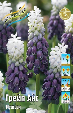 Мускари Грейп Айс 1шт (КолЛайн) 5шт/уп