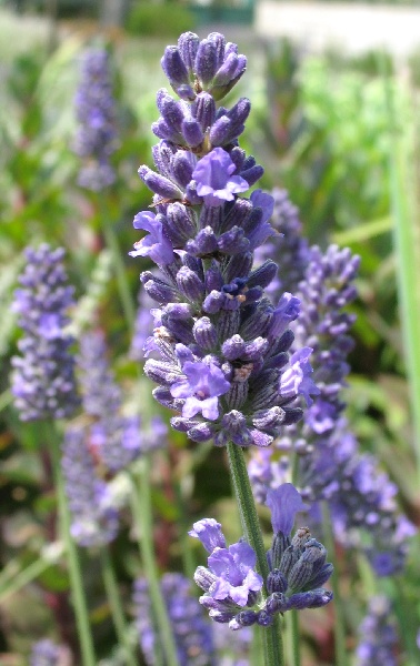 Лаванда Феноменал гибридная 1шт (КолЛайн)