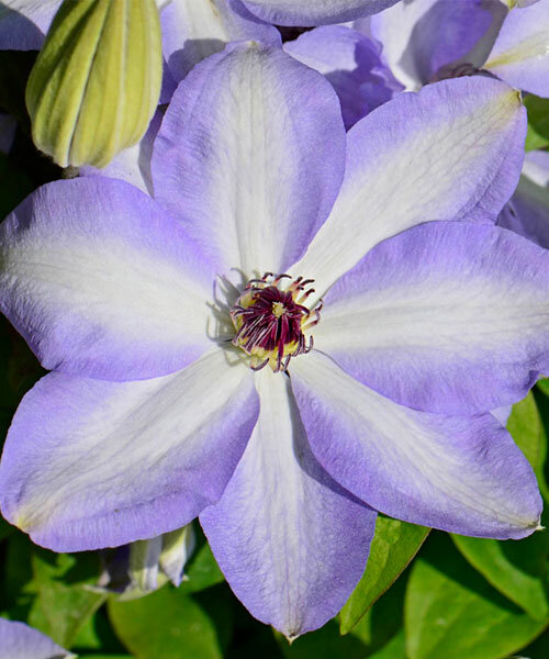 Клематис Иван Олссон 1шт (КолЛайн) 2шт/уп