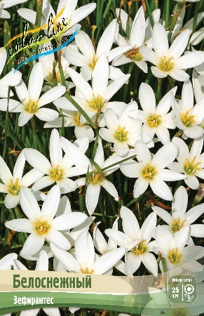 Зефирантус Кандида Белоснежный 1шт (КолЛайн) 10шт/уп