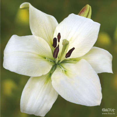 Лилия Литва 13/14 1шт (КолЛайн) 7шт/уп