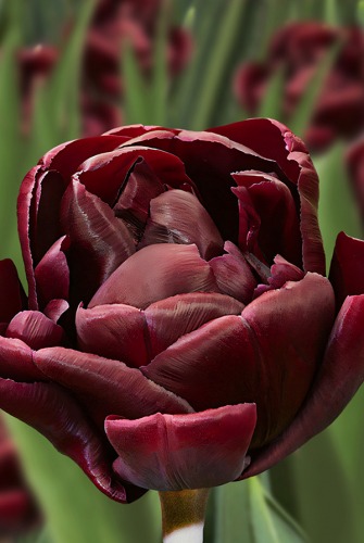 Тюльпан Блэк Каньон 1шт (Садовита) 7шт/уп