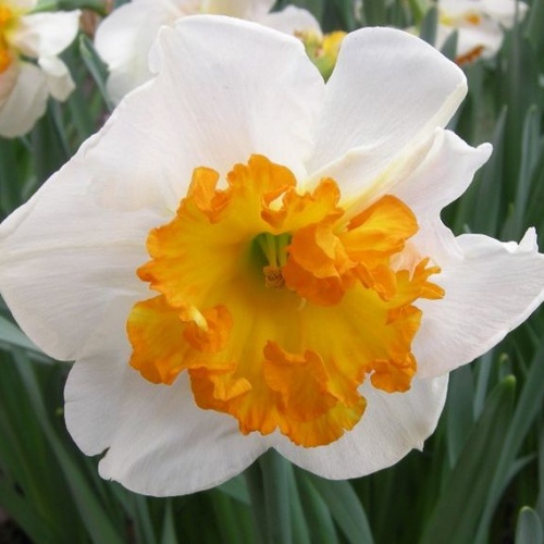 Нарцисс Джентл Джиант 12/14 1шт (КолЛайн) 3шт/уп