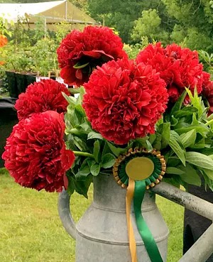 Пион Ред Грейс 1шт (КолЛайн)