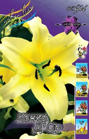 Лилия Конка Д Ор 12/14 1шт (КолЛайн) 2шт/уп