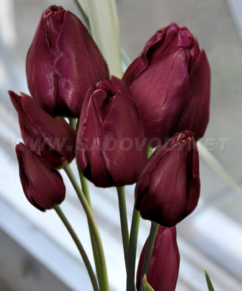 Тюльпан Уоллфлауэр 1шт (КолЛайн) 7шт/уп мнгцв., т-бордовый
