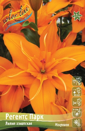 Лилия Регентс Парк 12/14 1шт (КолЛайн) 5шт/уп