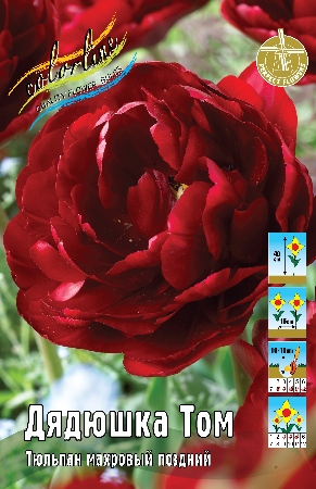 Тюльпан Дядюшка Том 1шт (КолЛайн) 3шт/уп