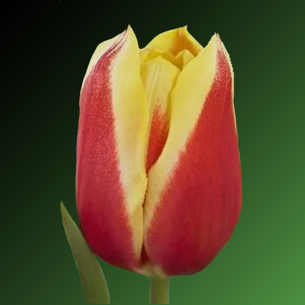 Тюльпан Бангкок 11/12 1шт (Садовита) 10шт/уп