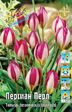 Тюльпан Персиан Перл 1шт (КолЛайн) 10шт/уп