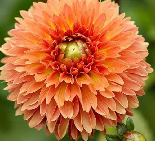 Георгина Фор Куинс 1шт (КолЛайн)