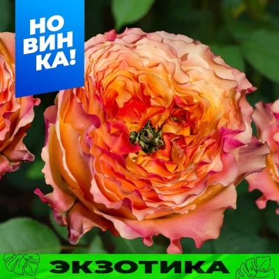Роза Кабана 1шт (Алтай) чайно-гибридная