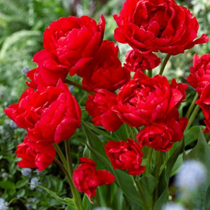 Тюльпан Навона 1шт (КолЛайн) 7шт/уп 