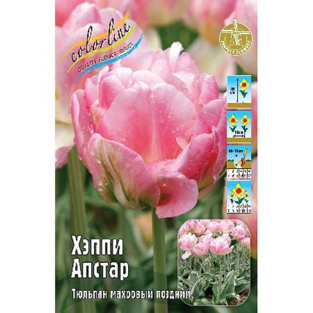 Тюльпан Хэппи Апстар 1шт (КолЛайн) 5шт/уп