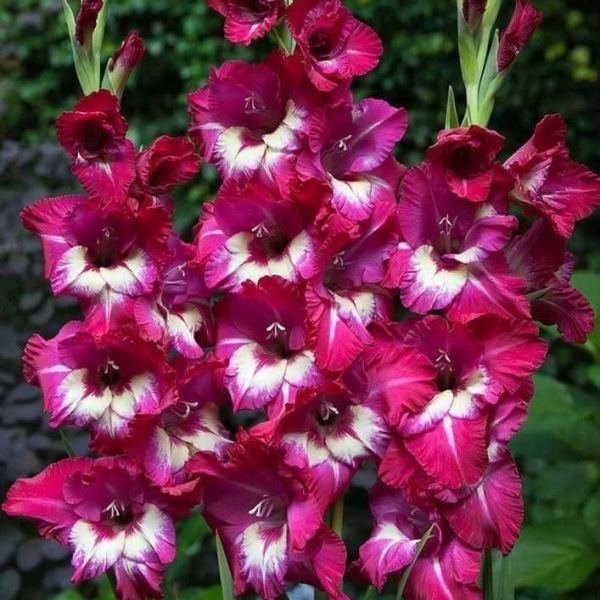 Гладиолус Джо Джо 10/12 1шт (КолЛайн) 5шт/уп