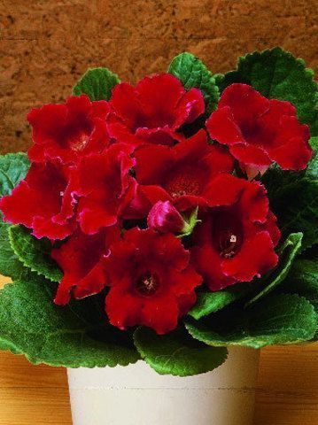 Глоксиния Дефианс 1шт (КолЛайн)