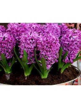 Гиацинт Пурпл Сенсейшн 14/15 1шт (Садовита) 3шт/уп