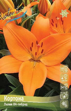 Лилия Кортона 12/14 1шт (КолЛайн) 7шт/уп 