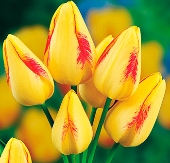 Тюльпан Жоржетта 11/12 1шт (Садовита) 7шт/уп