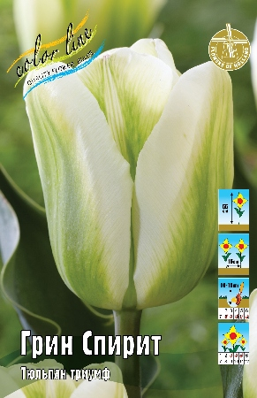 Тюльпан Грин Спирит 1шт (КолЛайн) 2шт/уп