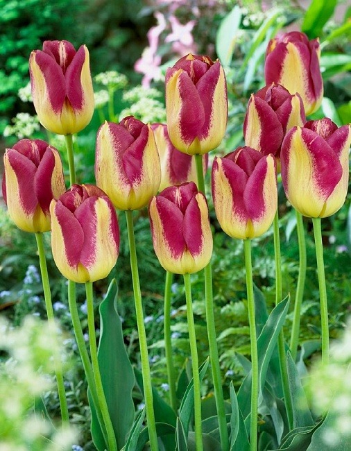 Тюльпан Бостон 1шт (КолЛайн) 3шт/уп