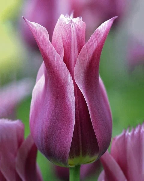 Тюльпан Баллада 1шт (КолЛайн) 7шт/уп