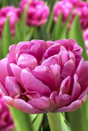 Тюльпан Пурпл Джекет 11/12 1шт (Садовита) 8шт/уп