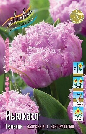 Тюльпан Ньюкасл 11/12 1шт (КолЛайн) 2шт/уп
