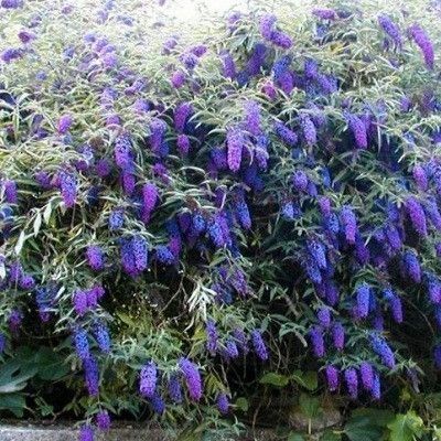 Буддлея Давида Нано Блю 1шт (КолЛайн)