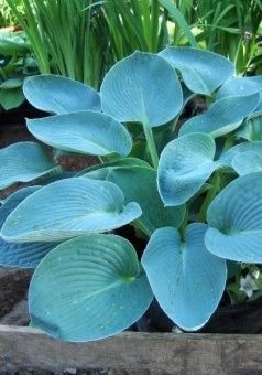 Хоста Бакшоу Блю 1шт (КолЛайн)