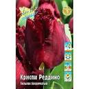Тюльпан Криспи Реддино 1шт (КолЛайн) 8шт/уп 