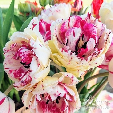 Тюльпан Жонкьер 11/12 1шт (КолЛайн) 5шт/уп