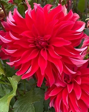 Георгина Рэд Лабиринт 1шт (КолЛайн)