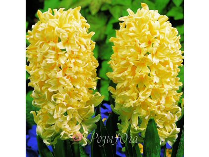 Гиацинт Джипси Принцесс 14/15 1шт (КолЛайн) 3шт/уп