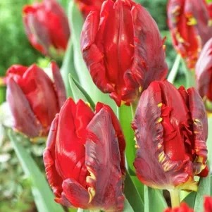 Тюльпан Рококо 1шт (КолЛайн) 8шт/уп