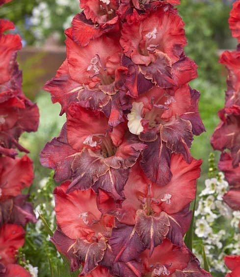 Гладиолус Дубна 10/12 1шт (КолЛайн) 3шт/уп