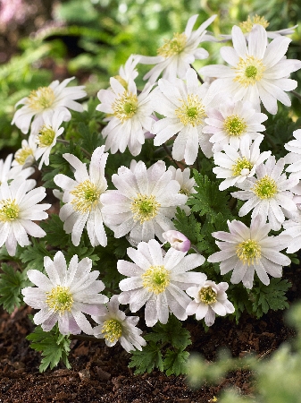 Анемона Уайт Сплендор 1шт (КолЛайн) 10шт/уп