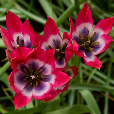 Тюльпан Литтл Бьюти 1шт (КолЛайн) 10шт/уп видовые