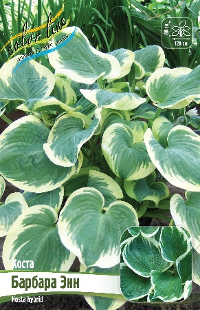 Хоста Барбара Энн 1шт (КолЛайн)
