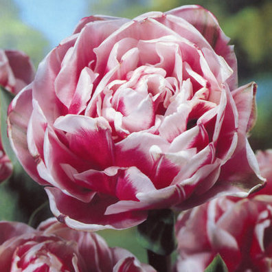 Тюльпан Гербранд Кифт 1шт (КолЛайн) 3шт/уп