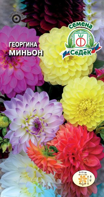 Георгина Миньон, смесь 0,2г ц/п (Седек) низкорослая