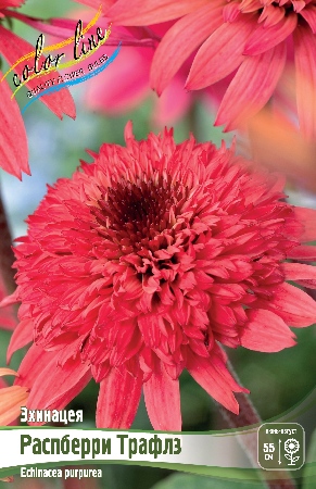 Эхинацея Распберри Трафлз 1шт (КолЛайн)